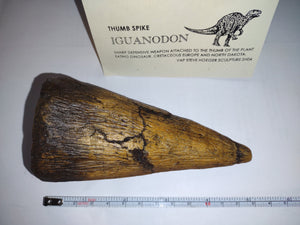 Iguanodon Thumb Spike claw cast replica