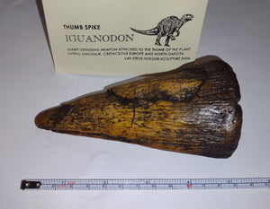 Iguanodon Thumb Spike claw cast replica