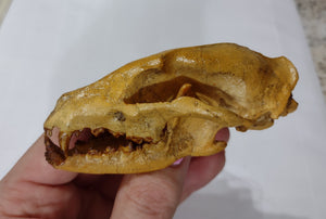 Hesperocyon gregarius skull cast replica (item #RF012)