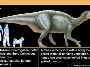 Iguanodon Thumb Spike claw cast replica