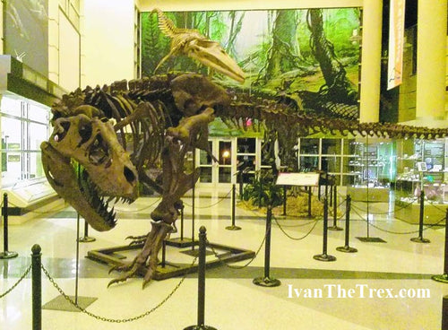 T-rex: Ivan the T.rex skeleton cast replica