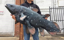 Load image into Gallery viewer, Coelacanth cast life cast replica Latimeria