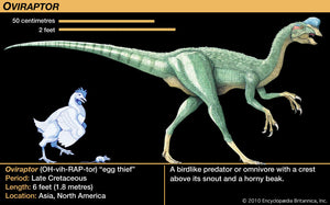 Oviraptor Egg nest with 6 Eggs Cast Replica Dinosaur Reproductions