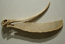 Pterodaustro model skull cast Replica Reproduction