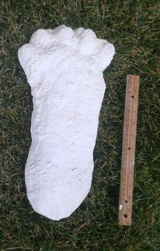 1963 Hyampom Bigfoot (Sasquatch) footprint cast 