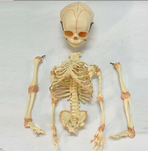 Load image into Gallery viewer, Newborn skeleton 14.5&quot; OR 37cm Human New Head Baby Skull Skeleton Anatomical