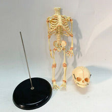 Load image into Gallery viewer, Newborn skeleton 14.5&quot; OR 37cm Human New Head Baby Skull Skeleton Anatomical