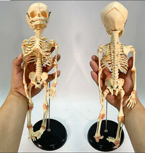 Load image into Gallery viewer, Newborn skeleton 14.5&quot; OR 37cm Human New Head Baby Skull Skeleton Anatomical