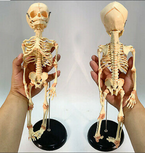 Newborn skeleton 14.5" OR 37cm Human New Head Baby Skull Skeleton Anatomical