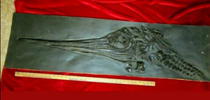 Ichtyosaurus cast Excalibosaurus marine reptile (TMF ICHTY 2)