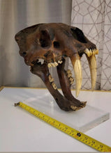 Charger l&#39;image dans la galerie, Smilodon skull cast replica #V