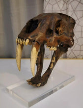 画像をギャラリービューアに読み込む, Smilodon skull cast replica #V