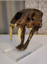 Cargar imagen en el visor de la galería, SALE Smilodon skull cast replica #V