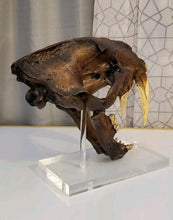 Cargar imagen en el visor de la galería, Smilodon skull cast replica #V