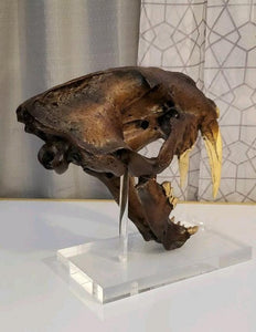 SALE Smilodon skull cast replica #V