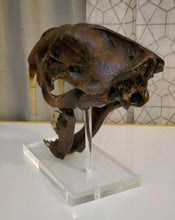 Laden Sie das Bild in den Galerie-Viewer, Smilodon skull cast replica #V