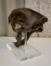 Cargar imagen en el visor de la galería, SALE Smilodon skull cast replica #V