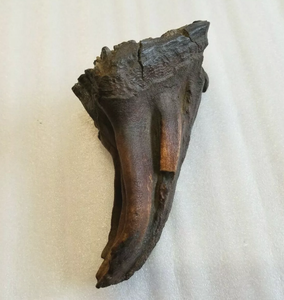 Woolly Mammoth Tooth cast replica #7 Extinct Genuine. Pleistocene. Ice Age