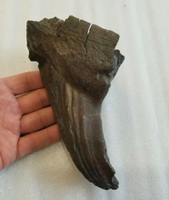 Cargar imagen en el visor de la galería, Woolly Mammoth Tooth cast replica #7 Extinct Genuine. Pleistocene. Ice Age