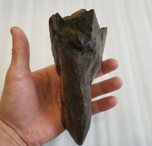 Cargar imagen en el visor de la galería, Woolly Mammoth Tooth cast replica #7 Extinct Genuine. Pleistocene. Ice Age