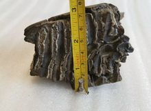 画像をギャラリービューアに読み込む, Woolly Mammoth Tooth Fossil. #7 Extinct Genuine. Pleistocene. Ice Age