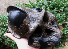 画像をギャラリービューアに読み込む, Australopithecus aethiopicus skull cast reconstruction (Updated 2024)