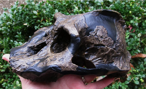 Australopithecus aethiopicus skull cast reconstruction (Updated 2024)