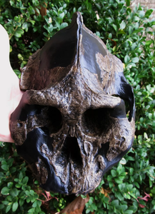 Australopithecus aethiopicus skull cast reconstruction (Updated 2024)