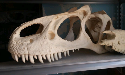 Allosaurus skull (unpainted / untrimmed)