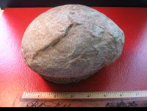 Buy Dinosaur egg cast replica for sale 
