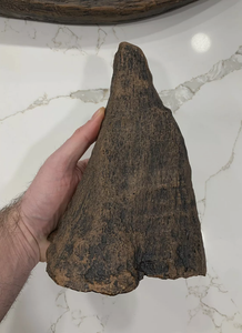 Woolly Rhino horns cast replicas