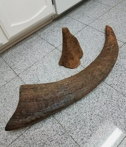 Woolly Rhino horns cast replicas