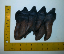 Load image into Gallery viewer, Mastodon tooth cast replica #3 Pleistocene. Ice Age