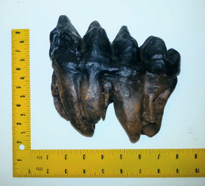 Mastodon tooth cast replica #3 Pleistocene. Ice Age