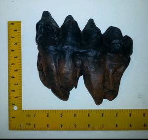 Mastodon tooth cast replica #3 Pleistocene. Ice Age