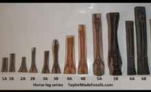 Load image into Gallery viewer, Horse legs and hooves cast replicas (Teaching quality) Unpainted