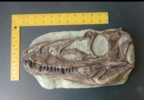 Juvenile Tyrannosaurus Rex T.rex Skull cast replica T-rex