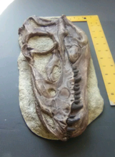 Load image into Gallery viewer, Juvenile Tyrannosaurus Rex T.rex Skull cast replica T-rex