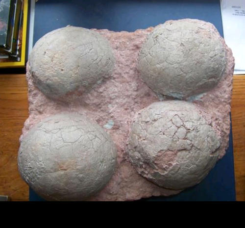 Dinosaur 4 egg nest Hadrosaur Saurolophus (12