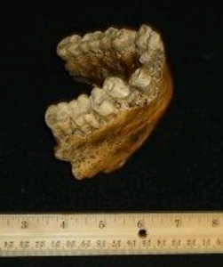 Gigantopithecus Jaw cast replica #1