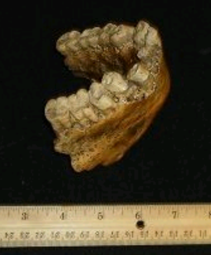 Gigantopithecus Jaw cast replica #1