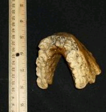 Cargar imagen en el visor de la galería, Gigantopithecus Jaw cast replica #1