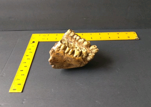 Gigantopithecus Jaw cast replica #1