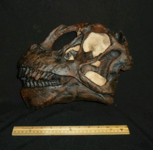 Load image into Gallery viewer, Camarasaurus skull cast replica #3