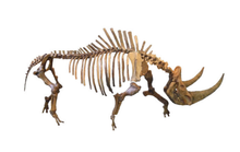 画像をギャラリービューアに読み込む, Woolly Rhino skeleton cast replica 2