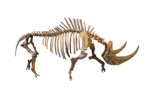 Woolly Rhino skeleton cast replica 2