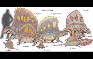 Dimetrodon skeleton cast replica