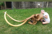 Cargar imagen en el visor de la galería, Mammoth Skull cast replica #1 with tusks Pleistocene. Ice Age