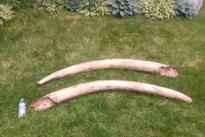 Mastodon tusk cast replica Pleistocene. Ice Age