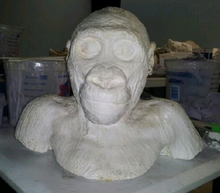 Load image into Gallery viewer, Gorilla: Juvenile Gorilla Bust Death cast Life cast